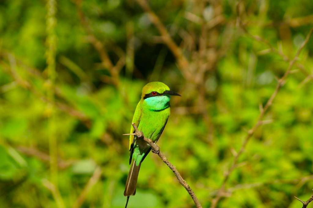 Peacock Riverside Удавалаве Экстерьер фото